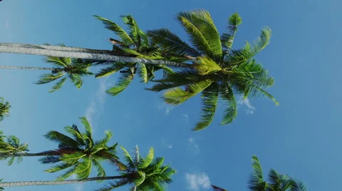 Palm Trees on Phi Phi Stock Footage 51827964