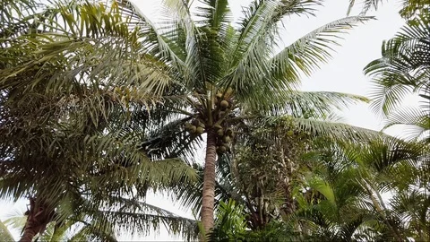 Palm Trees in Philippines Stock Footage 120907748