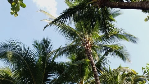 Palm Trees in the Philippines Stock Footage 120998146