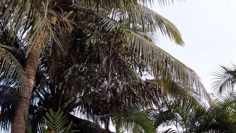 Palm Trees in Philippines Slowmotion Stock Footage 120907270