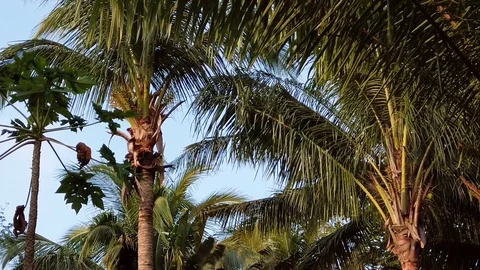 Palm Trees in Philippines Before Sundown Slowmotion Stock Footage 120907278