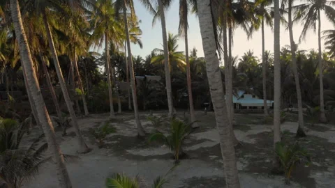 Palm trees in Philippines at sunset and lens flare 库存影片 131324736