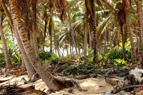 Palm trees Stock Photos