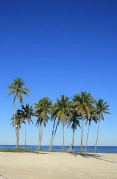 Palm trees Stock Photos