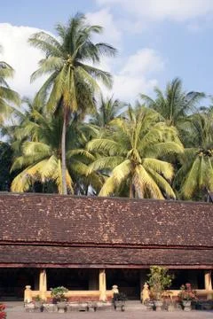 Palm trees Stock Photos