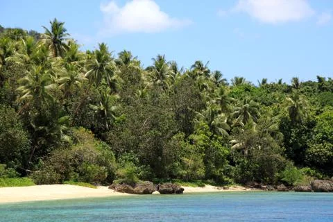 Palm trees Stock Photos
