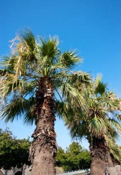 Palm trees Stock Photos