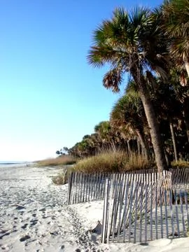 Palm Trees 写真素材