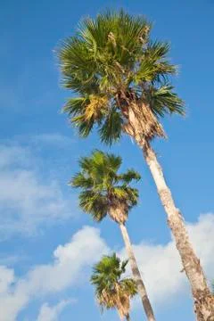 Palm trees Stock Photos