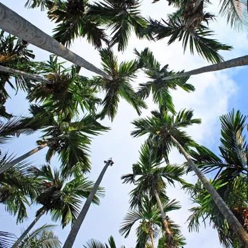 Palm trees Stock Photos