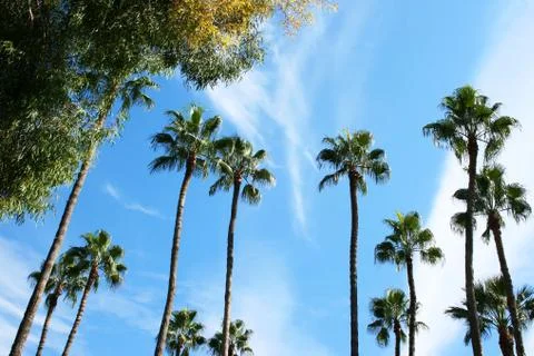 Palm trees Stock Photos