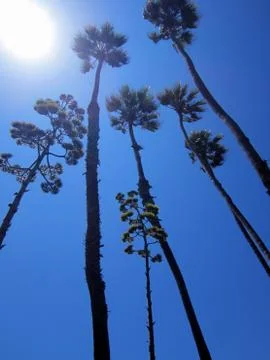 Palm Trees Stock Photos