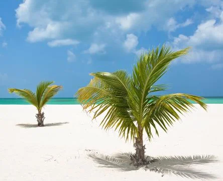 Palm trees Foto stock