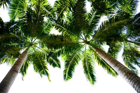Palm trees Stock Photos