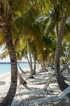 Palm trees Stock Photos