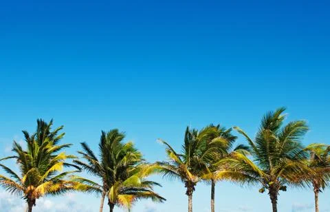 Palm trees Stock Photos