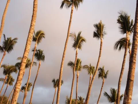 Palm trees 스톡 사진