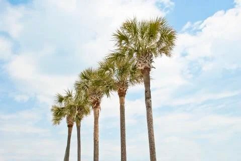 Palm trees Stock-Fotos