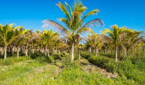 Palm trees Stock Photos