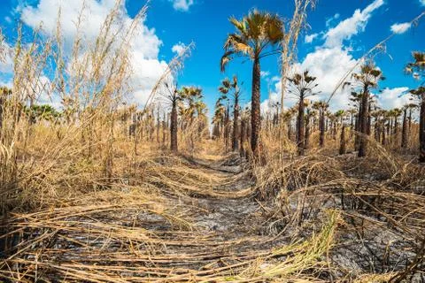 Palm trees Stock Photos