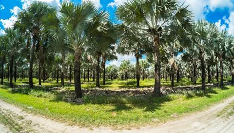 Palm trees Stock Photos