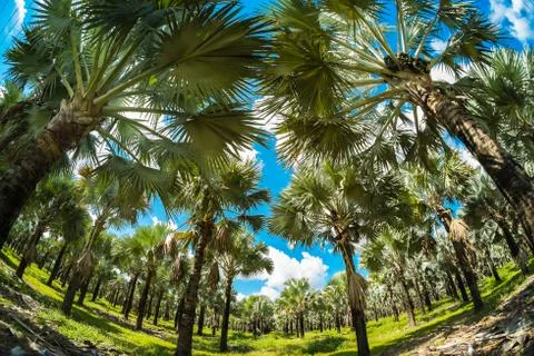 Palm trees Stock Photos
