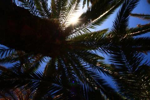 Palm trees Stock Photos