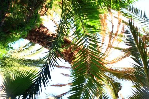 Palm trees Stock Photos