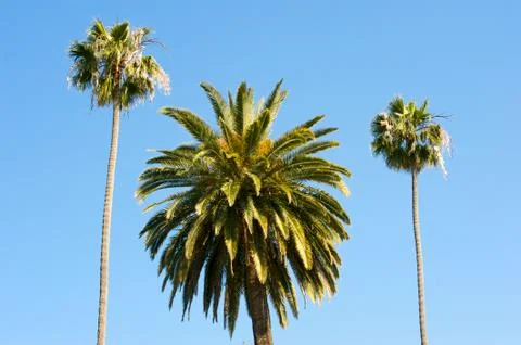 Palm trees Stock Photos
