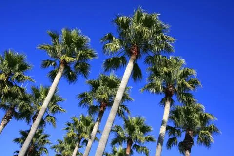 Palm trees Stock Photos