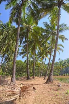 Palm trees Stock Photos