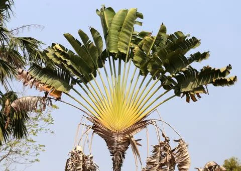 Palm trees Stock Photos