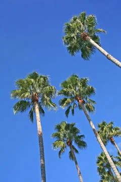 Palm trees Stock Photos