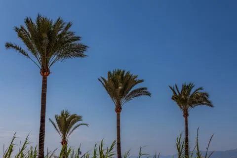 Palm trees 库存照片