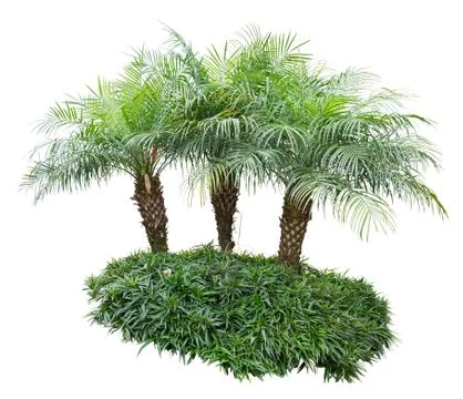 Palm trees Stock Photos