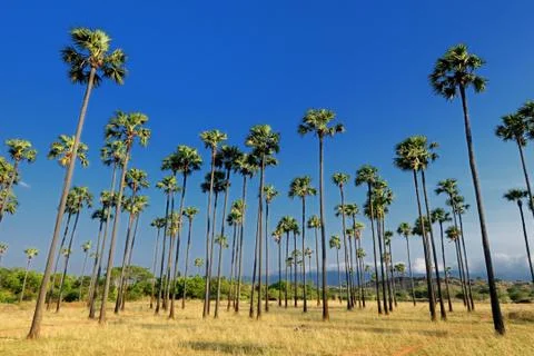 Palm Trees Stock Photos