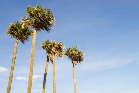 Palm trees Stock Photos