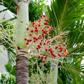 Palm trees Stock Photos