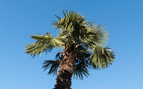 Palm trees Stock Photos