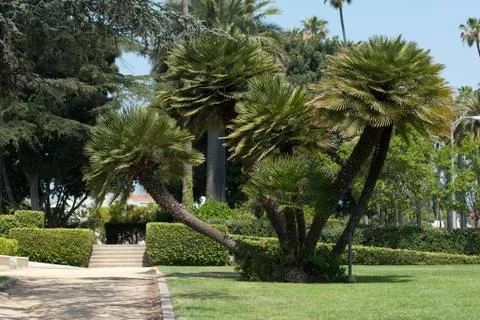 Palm trees Stock Photos