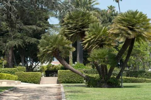 Palm trees Stock Photos