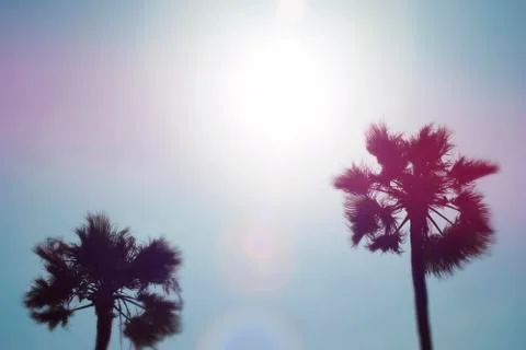 Palm Trees Stock Photos