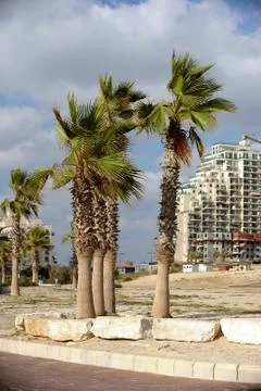 Palm trees Stock Photos