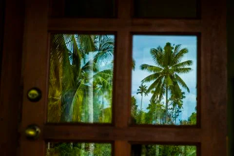 Palm trees Stock Photos