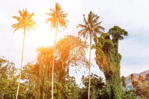 Palm trees Stock Photos
