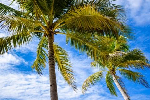 Palm trees Foto stock