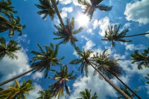 Palm Trees Stock-Fotos