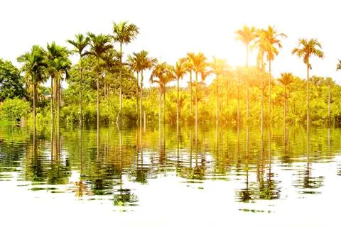Palm trees Stock Photos