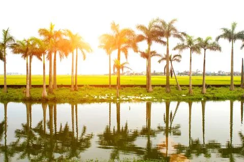 Palm trees Stock Photos