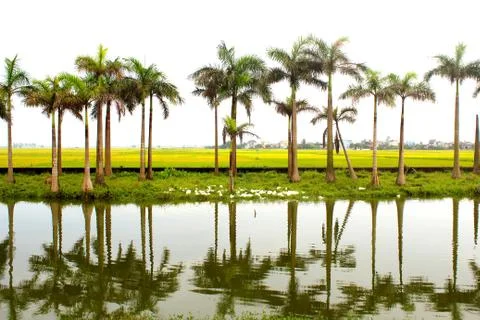 Palm trees Stock Photos